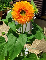 春の花